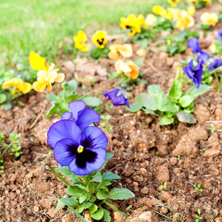 Pansy flowers in violet  wittrockiana の写真素材