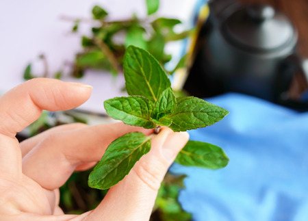 Sprig of mint in hand, holding his fingers. Close-up. For tea.