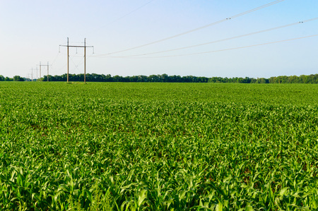 Green field of young corn, poles with wires into the distanceの写真素材