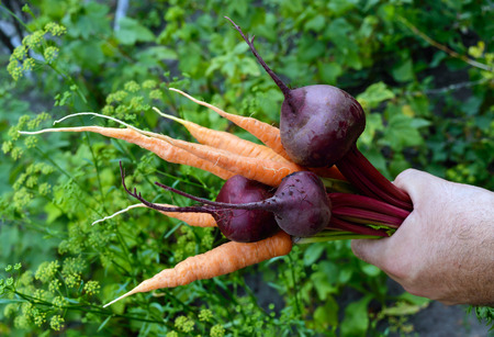 Hand holds a armful of freshly picked carrots and beets on the background of natureの写真素材