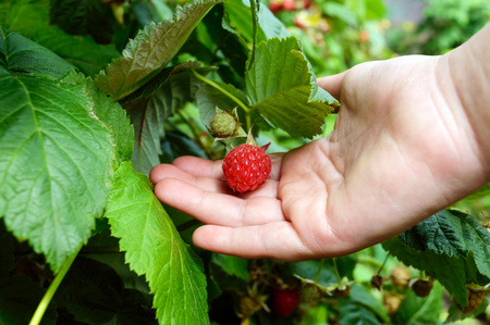Hand picks raspberries on a branch.の写真素材