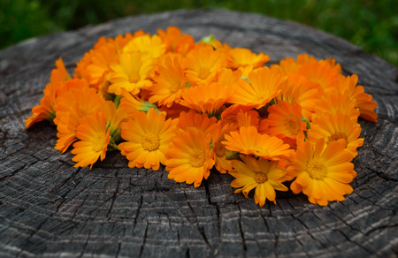 Marigold flowers on a wooden stump. Medicinal plantの写真素材