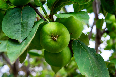 Green apples on a tree branch.の写真素材