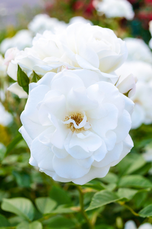 A large bush of white roses on a background of nature. Many flowers on the stem. Vertical view.の写真素材