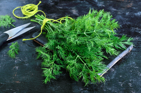 A bunch of fresh organic dill on a black vintage rustic background, tied with green twine and kitchen scissors. Freshly cut greens.の写真素材
