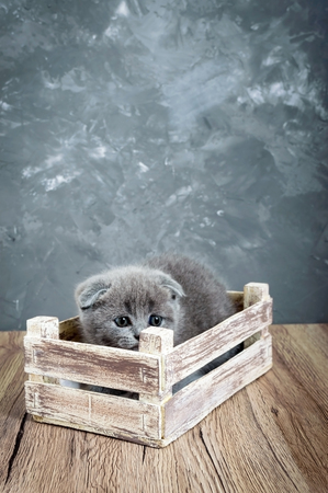 A small gray Scottish Fold kitten sits in a wooden box. The kitten was frightened and hid. Vertical viewの写真素材