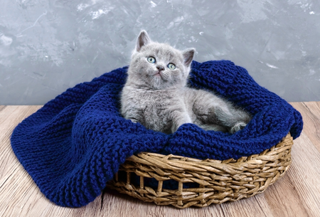 A small gray Scottish Straight kitten in a basket. Happy kitten looking closely.の写真素材
