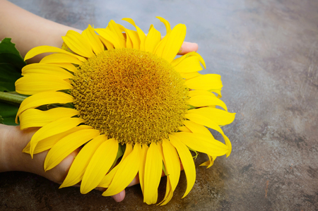 Children's hands hold a flower of a sunflower.の写真素材