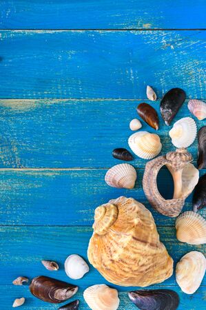 Tropical sea background. Different shells on the blue boards, top view. Free space for inscriptions. Summer theme.の写真素材