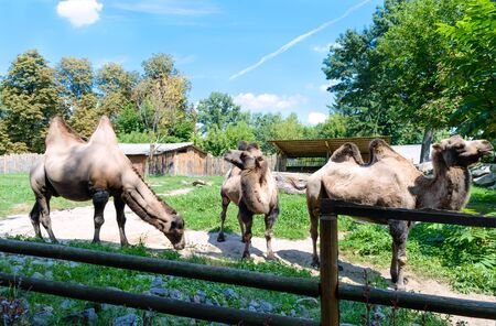 Beautiful funny two-humped camels are standing in the courtyard of the zoo. Side view of a family of camelsの写真素材