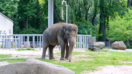 Young Asian elephant walks in a zoo. Large mammal animal in the national park.の写真素材