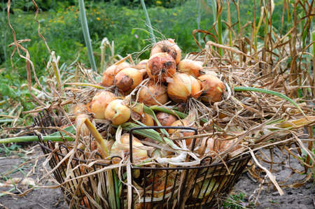 Large basket of freshly harvested onions in the garden. Harvest healthy vitamin vegetables.の写真素材