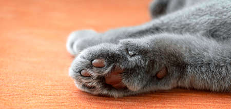 Gray cat's paw on a blurred orange textile background. Banner
