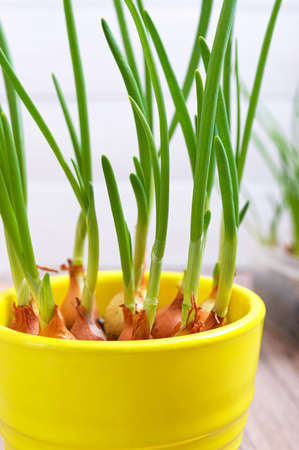 Growing green shallots. Planting onions at home. Close up. Selective focus.