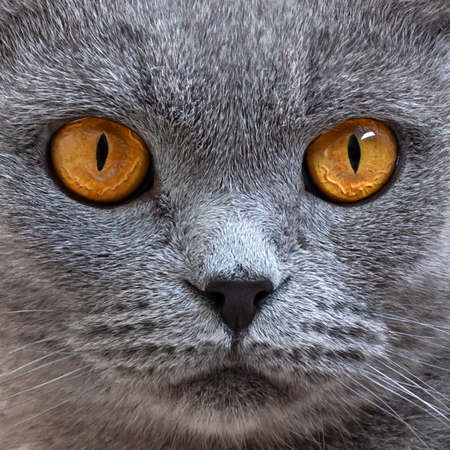 Portrait of gray scottish fold cat, close up. Focus on the beautiful orange cats eyes.の写真素材