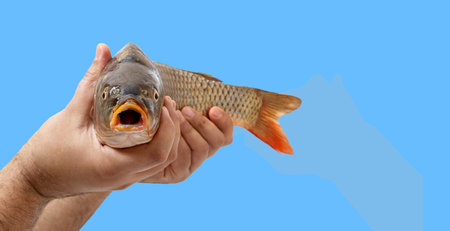 Male hands are holding raw fish isolated on blue background with copy space. A close-up fish head...