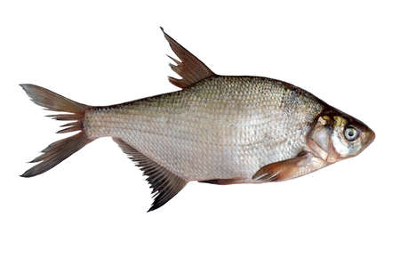 Freshly caught raw river bream fish isolated on white background.