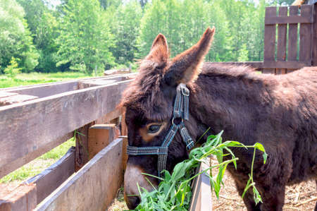 Donkey in the stable eats grass on the background of nature on a bright sunny day. Side view.の写真素材