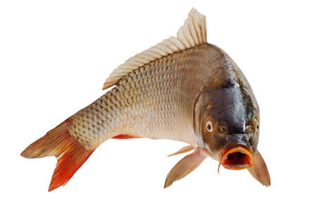 Carp with an open mouth in a jump. Surprised, shocked or amazed face front view. Isolated on white...