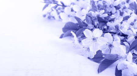 Spring background toned in trendy Very Peri - Color Of The Year 2022. Blossoming branches with young...