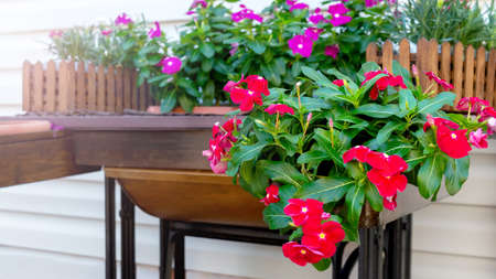 Beautiful outdoor flowers catharanthus in wooden boxes near the house.の写真素材