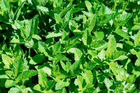 Lush mint bushes grow in the garden. Photo of greenery on a sunny day.
