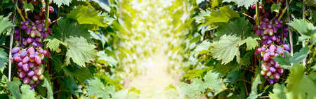 Bunches of grapes on a vine in the sunshine. Banner with copy space.の写真素材