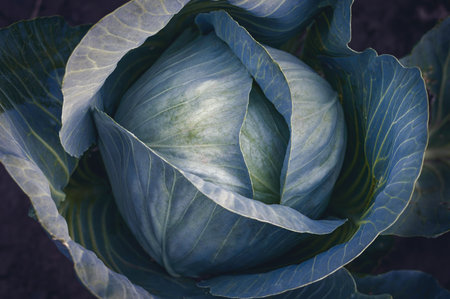 Large head of fresh cabbage grows in the garden, close-up. Shooting in low key. top view.