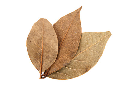 Bay leaves isolated on white background