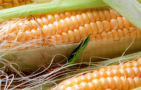 Grains of ripe cornの写真素材