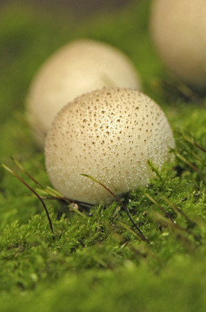 Puffball mushrooms in the forest mushrooms median strip europeの写真素材