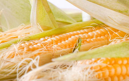 Grains of ripe cornの写真素材
