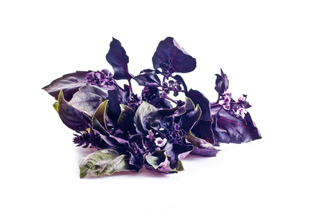 Fresh basil isolated on whiteの写真素材