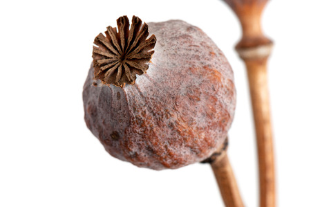 dried poppy heads on white backgroundの写真素材