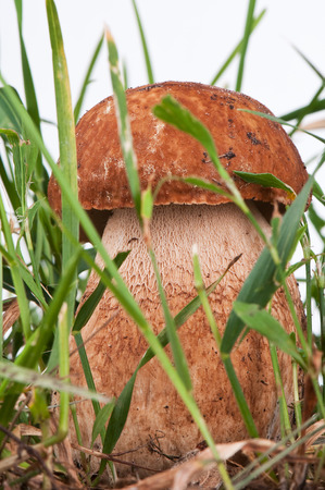 ceps. White mushroom in the green grass on white backgroundの写真素材