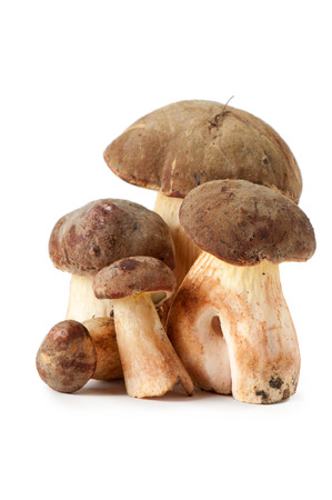 Polish mushroom on a white backgroundの写真素材