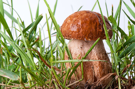 ceps. White mushroom in the green grass on white backgroundの写真素材
