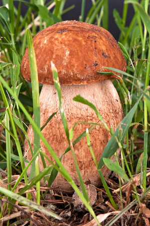 ceps. White mushroom in the green grassの写真素材