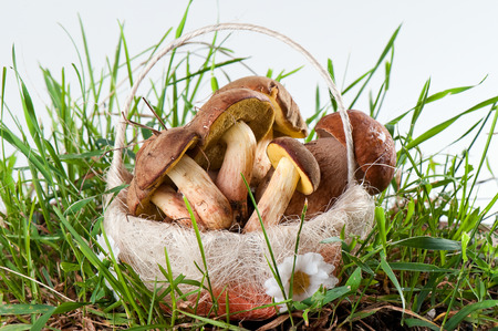Boletus edulis and  White fungus in the basket in a green grass on white backgroundの写真素材