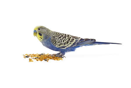 budgies on a white backgroundの写真素材