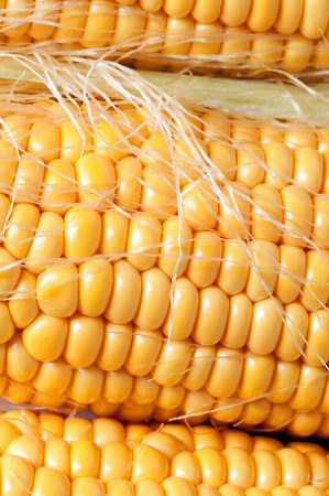 Grains of ripe corn closeupの写真素材