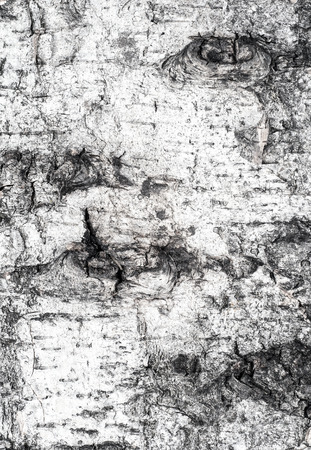 Wooden texture - wood grainの写真素材