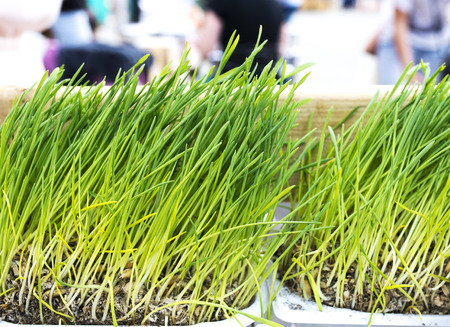 Fresh Wheatgrass for Juicingの写真素材