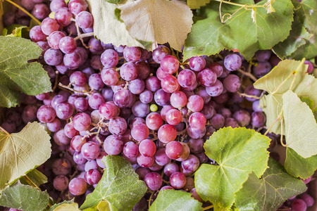 red grapes as very nice fruit backgroundの写真素材