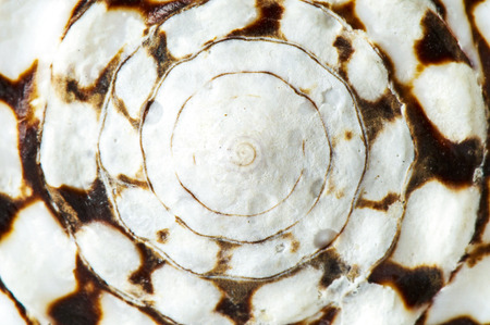 Macro of background made from shellの写真素材