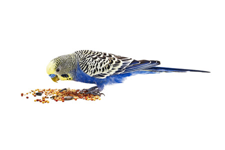 Blue wavy parrot eats food on white backgroundの写真素材
