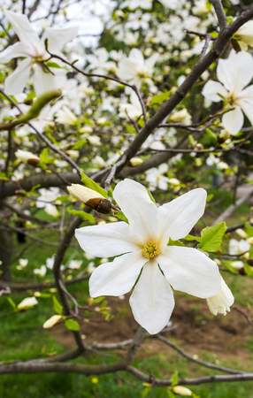 Beautiful white magnolia in spring with soft focusの写真素材