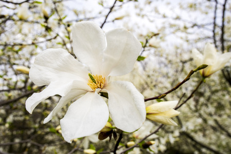 Beautiful white magnolia in spring with soft focusの写真素材