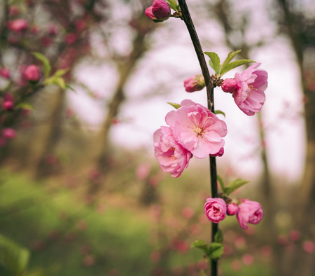 Beautiful sakura with soft focus. Coloured applied effect of toning.の写真素材