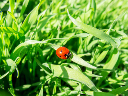 Ladybug running along the green grass on a sunny dayの写真素材